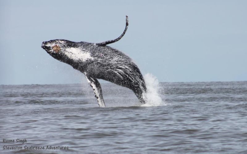 Steveston Seabreeze Adventures Couples Day Trip ideas in Canada