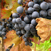Rosewood Estates Winery Best Wineries in Ontario Canada